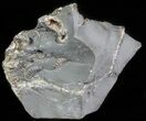 Ammonite Fossil Slab - Marston Magna Marble #63499-2